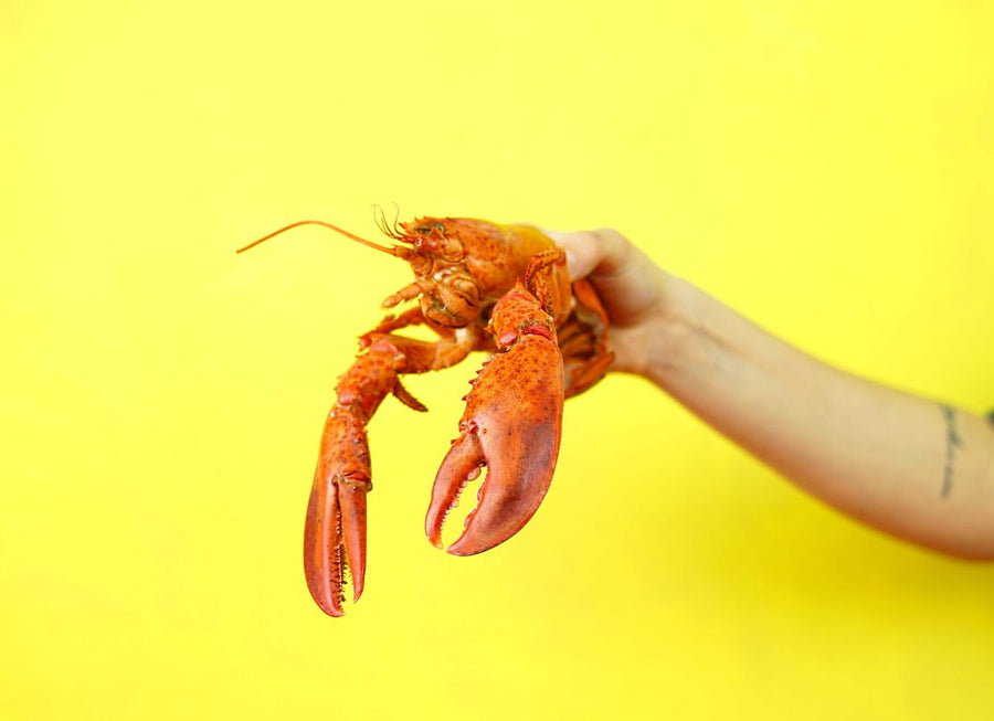 How to Grill a Lobster